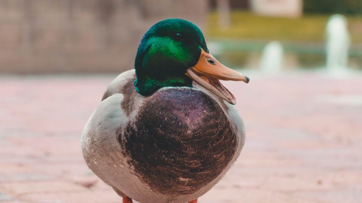 More quackery